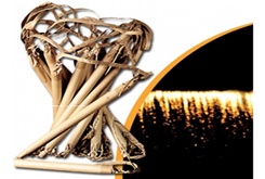 29 FÝTÝLLÝ 10 METRE 60 SANÝYE ÞELALE (COÞ)